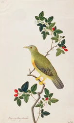 Große grüne Taube, aus Zeichnungen von Vögeln aus Malakka, ca. 1805-18